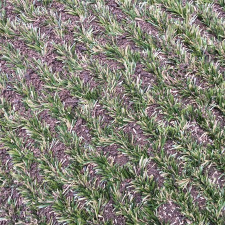 Hybridgräs Lawn